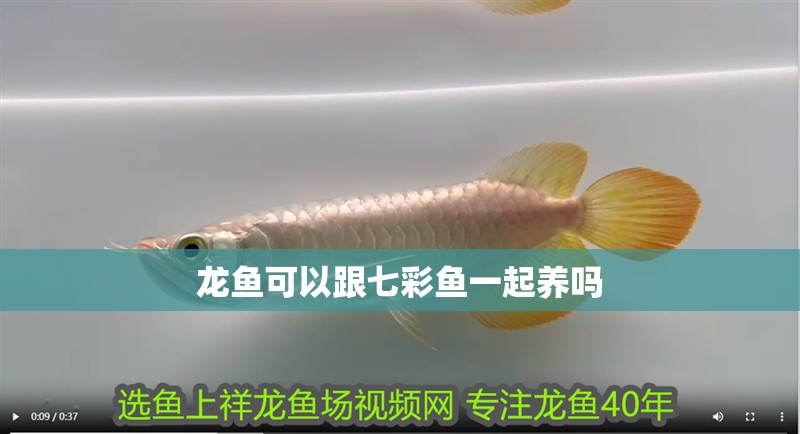 龍魚可以跟七彩魚一起養嗎