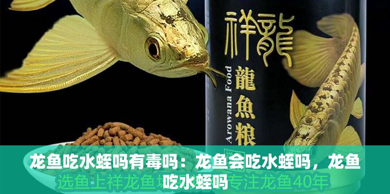 龍魚吃水蛭嗎有毒嗎：龍魚會吃水蛭嗎，龍魚吃水蛭嗎