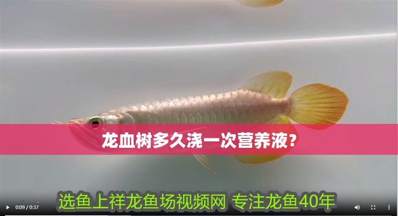 龍血樹多久澆一次營養液？