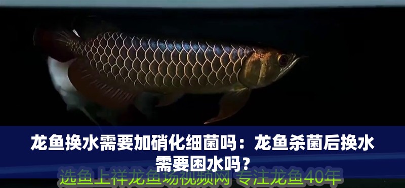 龍魚換水需要加硝化細菌嗎：龍魚殺菌后換水需要困水嗎？