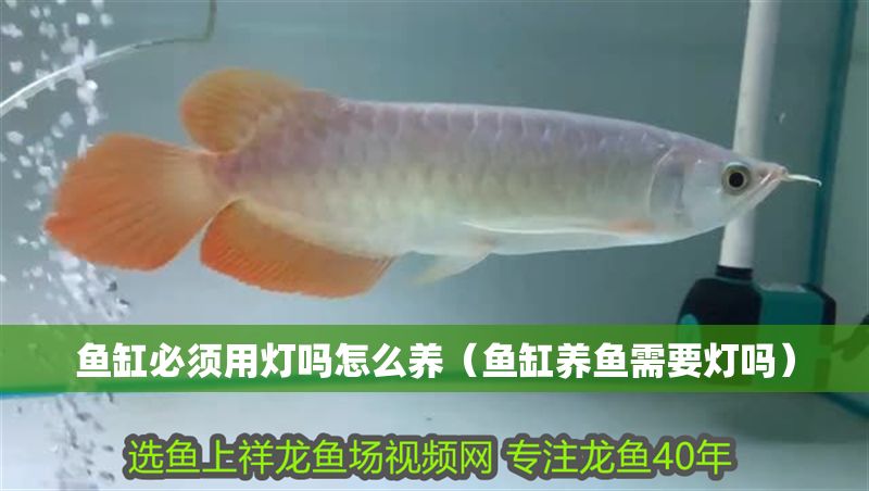 魚缸必須用燈嗎怎么養(yǎng)（魚缸養(yǎng)魚需要燈嗎） 魚缸必須用燈嗎怎么養(yǎng)（魚缸養(yǎng)魚需要燈嗎） 龍魚百科 第1張