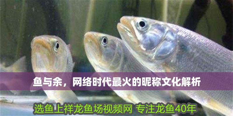 魚與余，網絡時代最火的昵稱文化解析 魚與余，網絡時代最火的昵稱文化解析 龍魚百科 第1張