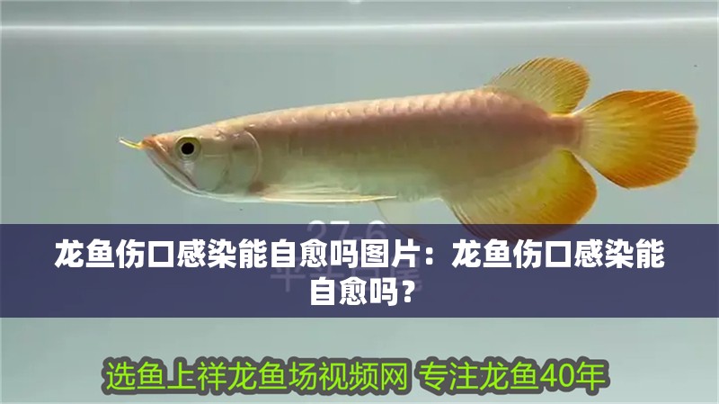 龍魚傷口感染能自愈嗎圖片：龍魚傷口感染能自愈嗎？