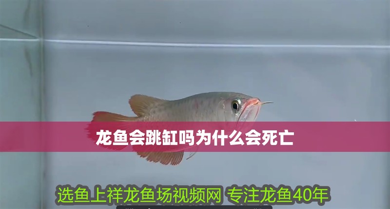 龍魚會跳缸嗎為什么會死亡