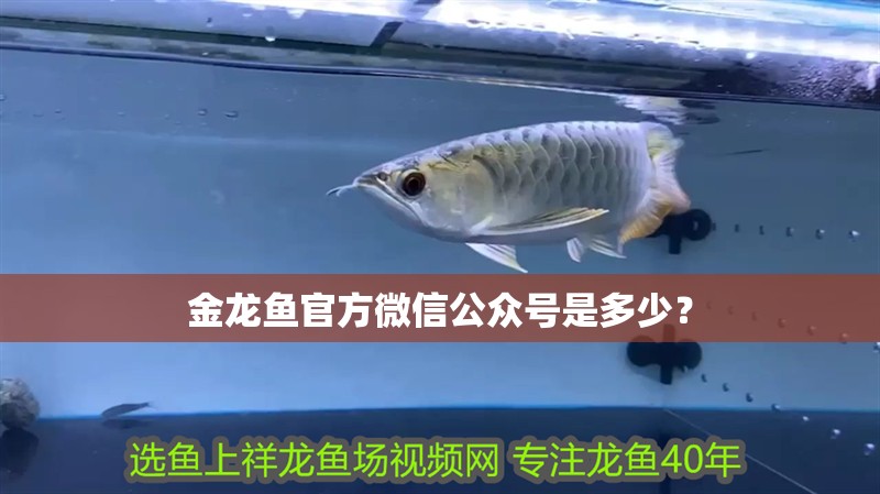 金龍魚官方微信公眾號是多少？