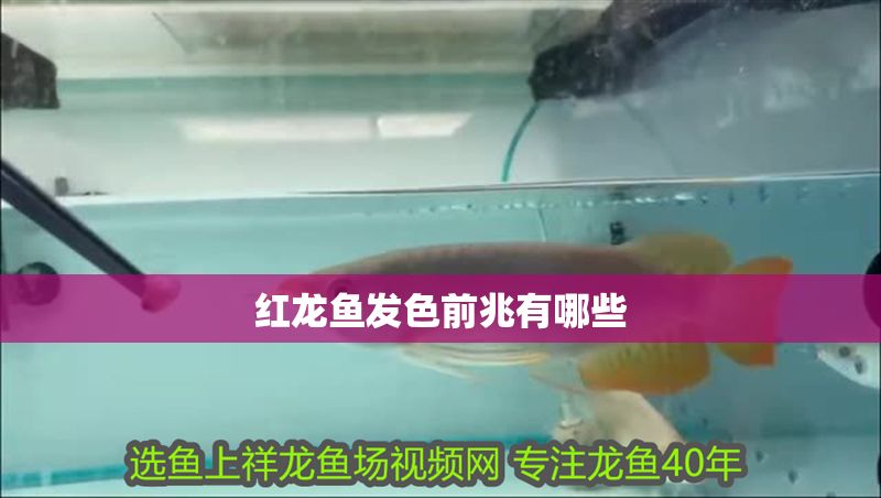 紅龍魚發色前兆有哪些 紅龍魚發色前兆有哪些 龍魚百科 第1張