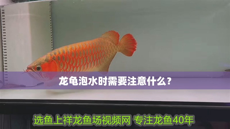 龍龜泡水時(shí)需要注意什么？