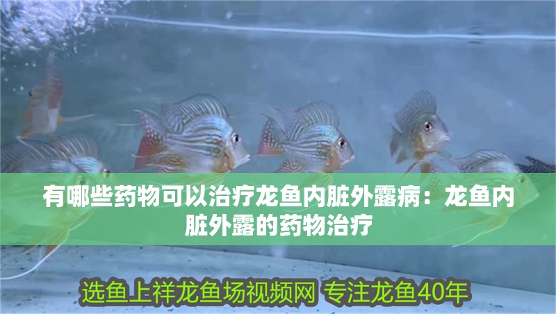 有哪些藥物可以治療龍魚內臟外露病：龍魚內臟外露的藥物治療