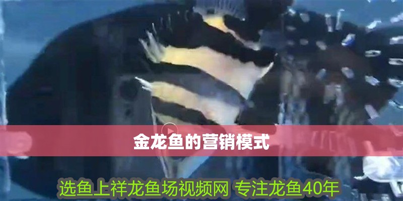 金龍魚的營銷模式