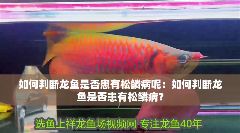 如何判斷龍魚是否患有松鱗病呢：如何判斷龍魚是否患有松鱗病？