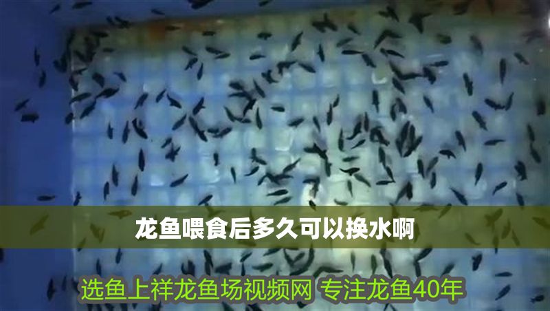 龍魚喂食后多久可以換水啊
