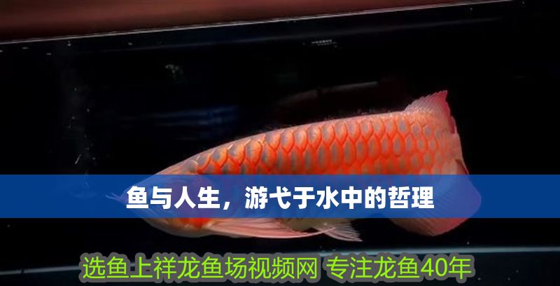 魚與人生,游弋于水中的哲理 龍魚百科 第1張 魚與人生,游弋于水中的哲理 魚與人生,游弋于水中的哲理 龍魚百科 第1張