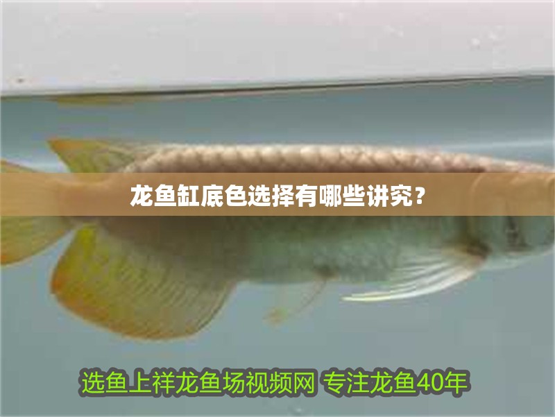 龍魚缸底色選擇有哪些講究？
