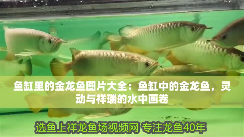 魚缸里的金龍魚圖片大全：魚缸中的金龍魚，靈動與祥瑞的水中畫卷