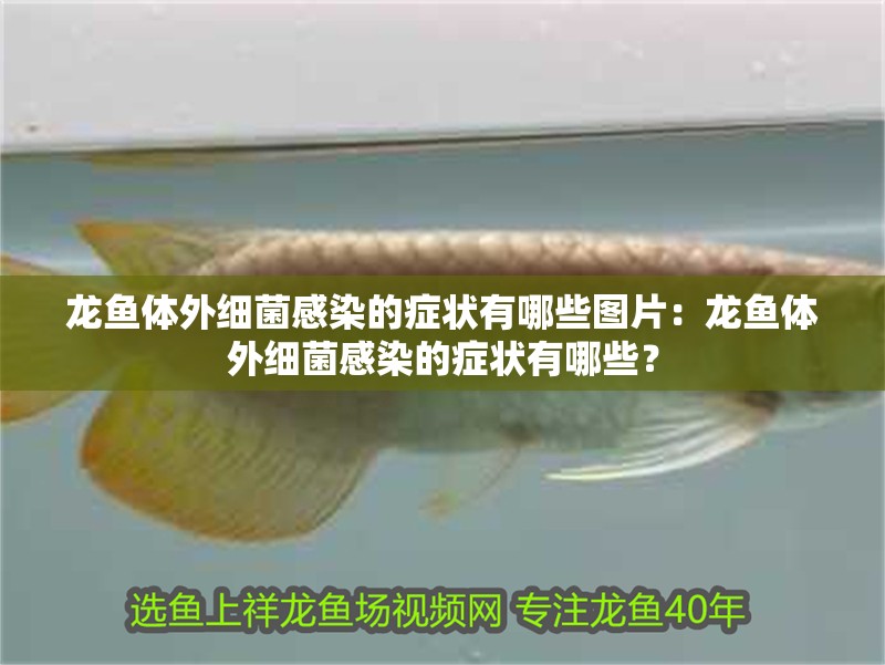 龍魚體外細(xì)菌感染的癥狀有哪些圖片：龍魚體外細(xì)菌感染的癥狀有哪些？