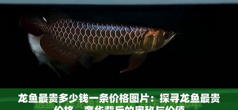 龍魚最貴多少錢一條價格圖片：探尋龍魚最貴價格，奢華背后的奧秘與價值