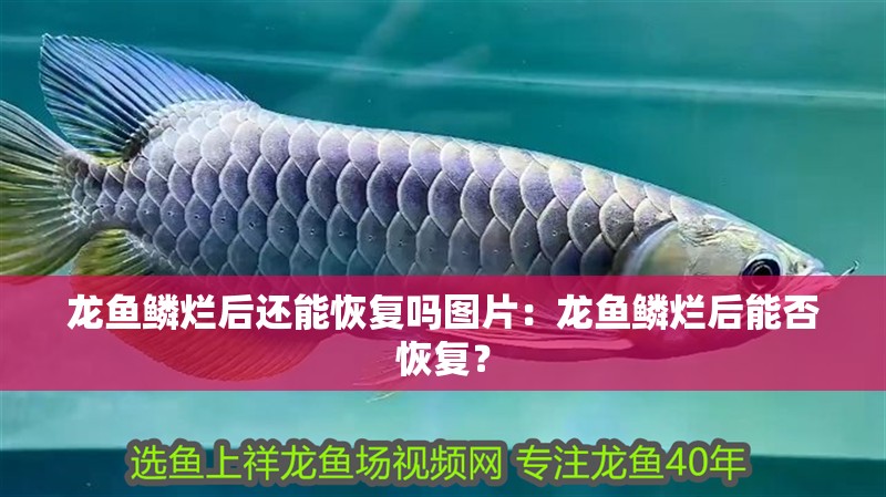 龍魚(yú)鱗爛后還能恢復(fù)嗎圖片：龍魚(yú)鱗爛后能否恢復(fù)？