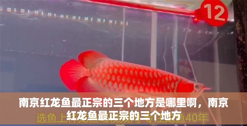 南京紅龍魚最正宗的三個地方是哪里啊，南京紅龍魚最正宗的三個地方