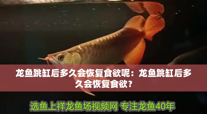 龍魚跳缸后多久會恢復(fù)食欲呢：龍魚跳缸后多久會恢復(fù)食欲？