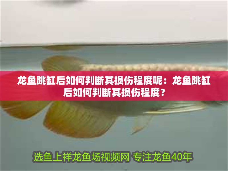 龍魚跳缸后如何判斷其損傷程度呢：龍魚跳缸后如何判斷其損傷程度？