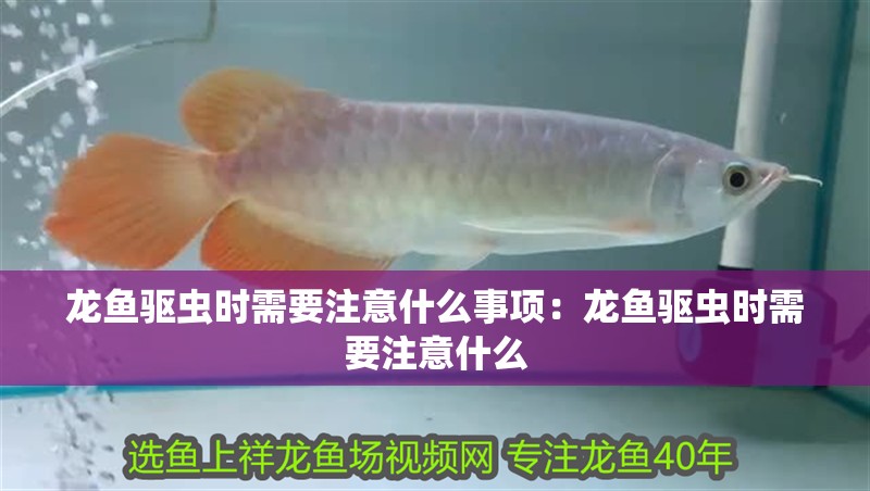 龍魚驅蟲時需要注意什么事項：龍魚驅蟲時需要注意什么