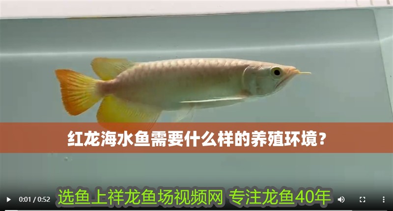 紅龍海水魚需要什么樣的養殖環境？