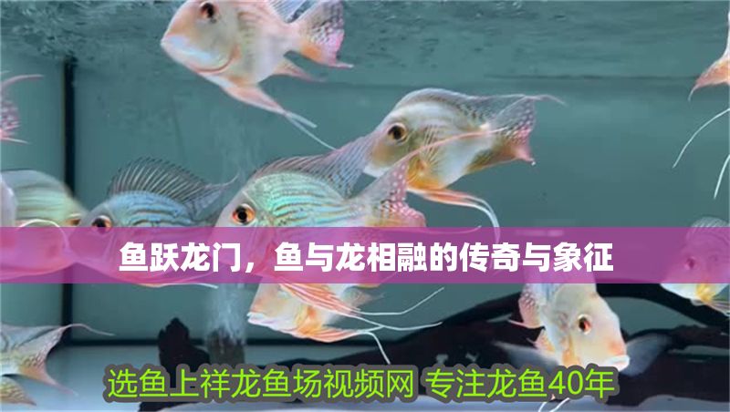 魚(yú)躍龍門(mén)，魚(yú)與龍相融的傳奇與象征