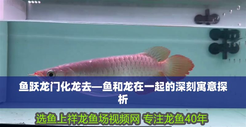 魚躍龍門化龍去—魚和龍在一起的深刻寓意探析