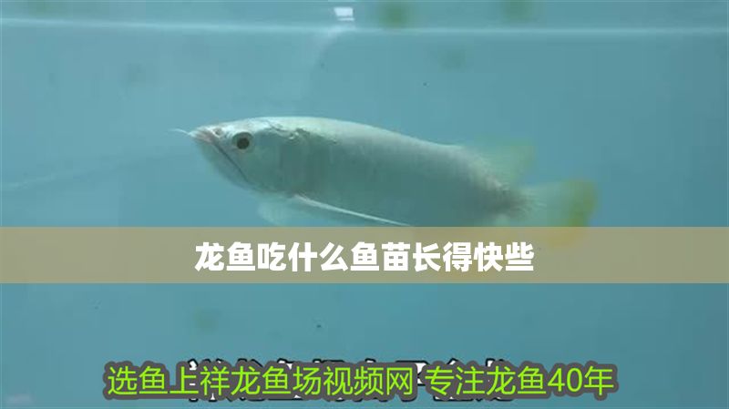 龍魚吃什么魚苗長得快些 龍魚吃什么魚苗長得快些 龍魚百科 第2張