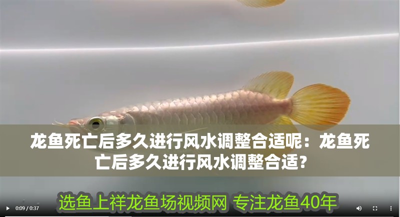 龍魚死亡后多久進(jìn)行風(fēng)水調(diào)整合適呢：龍魚死亡后多久進(jìn)行風(fēng)水調(diào)整合適？