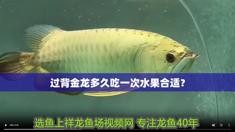 過背金龍多久吃一次水果合適？