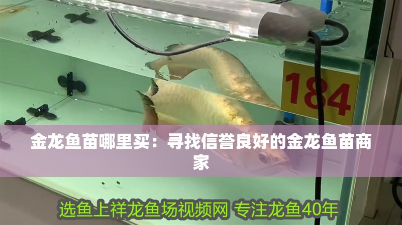 金龍魚(yú)苗哪里買：尋找信譽(yù)良好的金龍魚(yú)苗商家