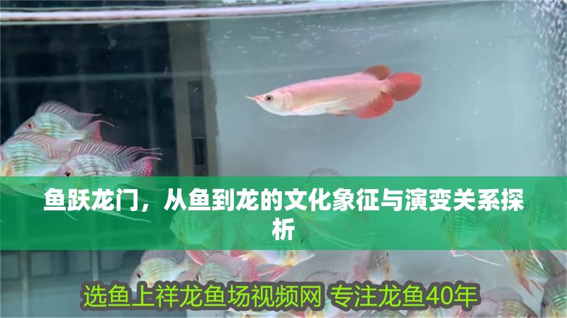 魚躍龍門，從魚到龍的文化象征與演變關(guān)系探析