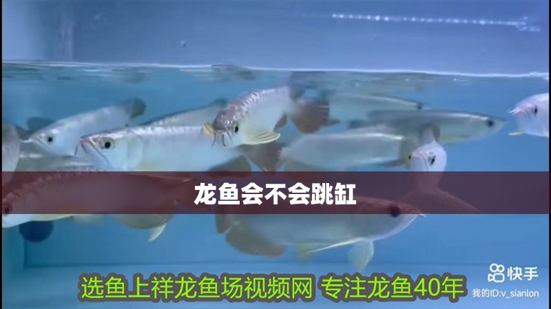 龍魚會不會跳缸