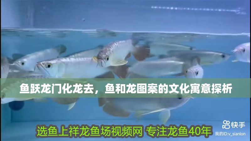 魚躍龍門化龍去，魚和龍圖案的文化寓意探析