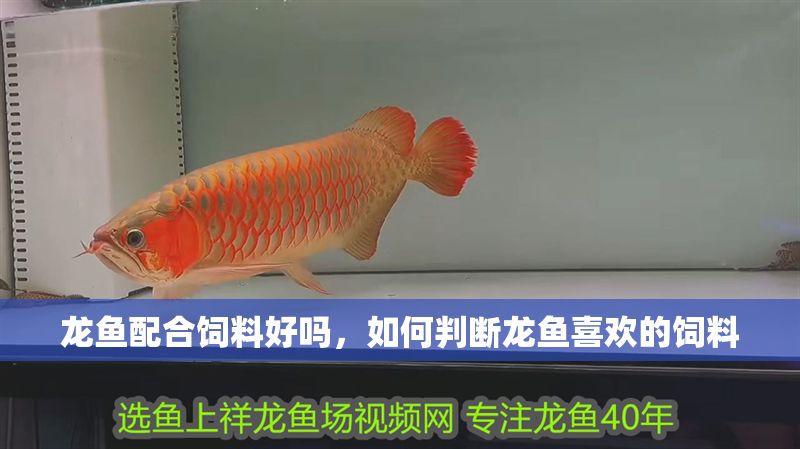 龍魚配合飼料好嗎，如何判斷龍魚喜歡的飼料 龍魚配合飼料好嗎，如何判斷龍魚喜歡的飼料 龍魚百科 第2張