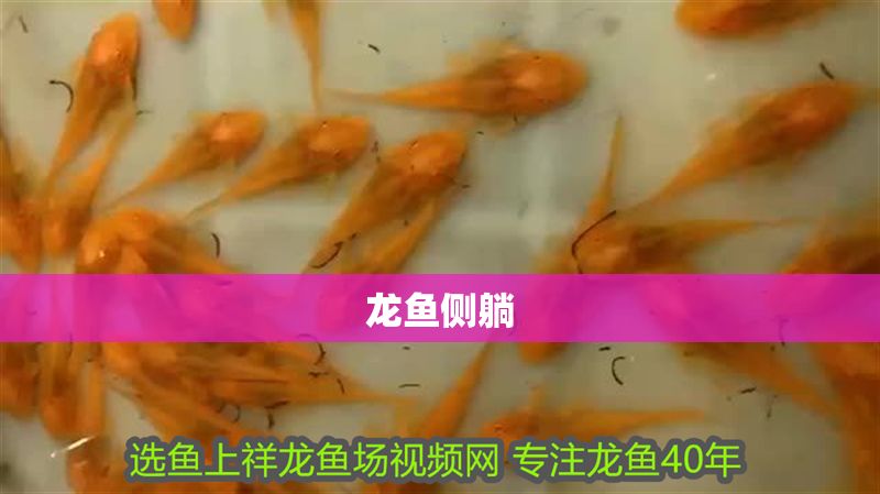龍魚側躺