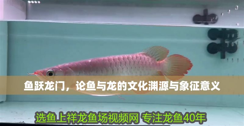 魚躍龍門，論魚與龍的文化淵源與象征意義