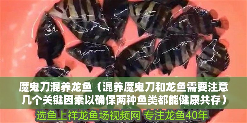 魔鬼刀混養(yǎng)龍魚（混養(yǎng)魔鬼刀和龍魚需要注意幾個關(guān)鍵因素以確保兩種魚類都能健康共存）