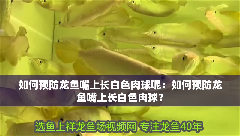 如何預防龍魚嘴上長白色肉球呢：如何預防龍魚嘴上長白色肉球？