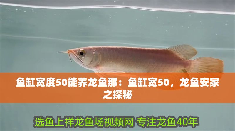 魚缸寬度50能養龍魚那:魚缸寬50,龍魚安家之探秘 龍魚百科 第1張 魚缸寬度50能養龍魚那:魚缸寬50,龍魚安家之探秘 魚缸寬度50能養龍魚那:魚缸寬50,龍魚安家之探秘 龍魚百科 第1張