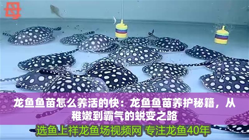 龍魚魚苗怎么養活的快：龍魚魚苗養護秘籍，從稚嫩到霸氣的蛻變之路