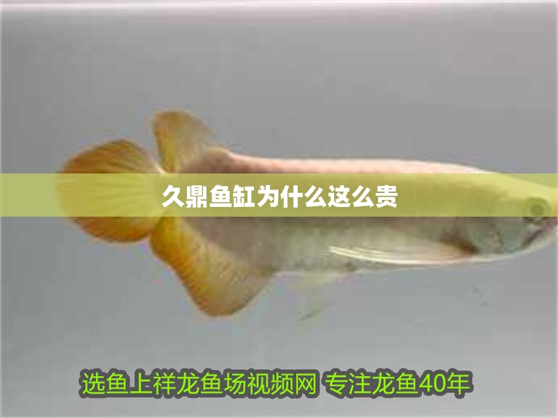 久鼎魚缸為什么這么貴