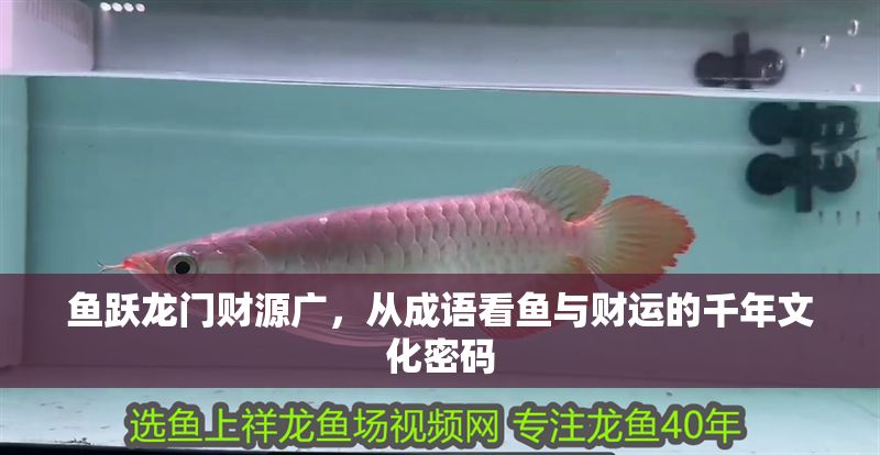 魚躍龍門財源廣，從成語看魚與財運的千年文化密碼