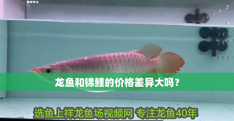 龍魚和錦鯉的價格差異大嗎？