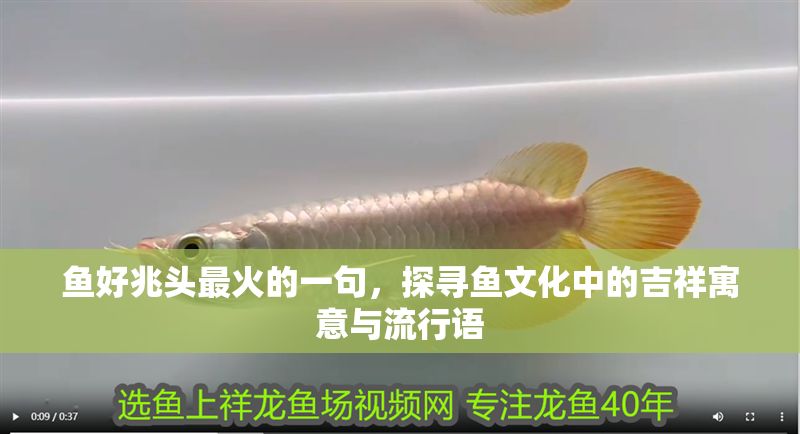 魚好兆頭最火的一句，探尋魚文化中的吉祥寓意與流行語