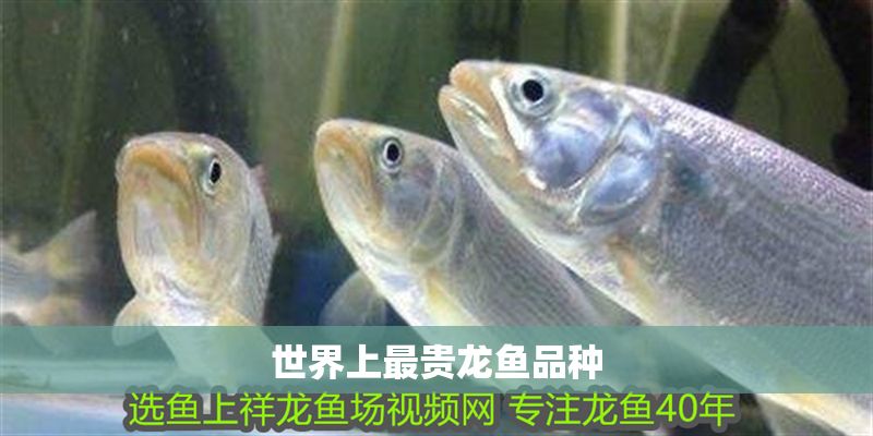 世界上最貴龍魚品種