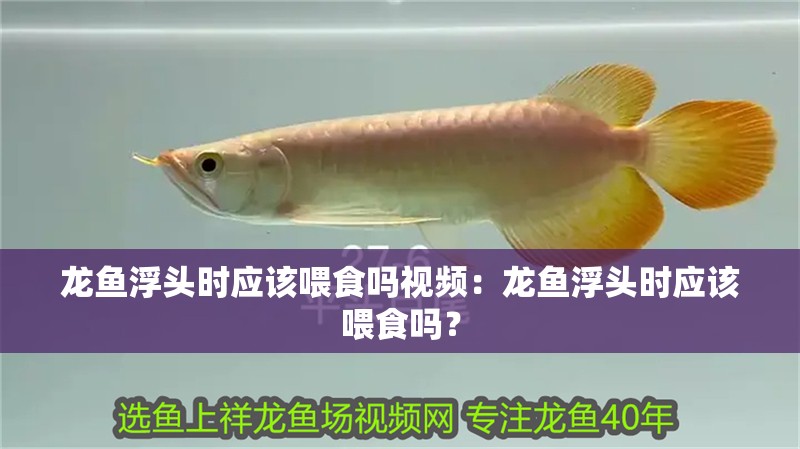 龍魚浮頭時(shí)應(yīng)該喂食嗎視頻：龍魚浮頭時(shí)應(yīng)該喂食嗎？