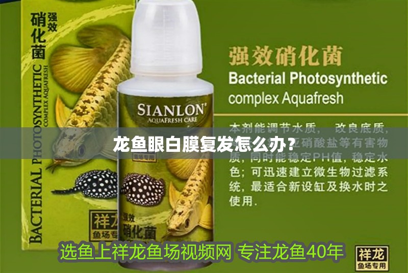 龍魚眼白膜復發怎么辦？ 龍魚眼白膜復發怎么辦？ 龍魚百科
