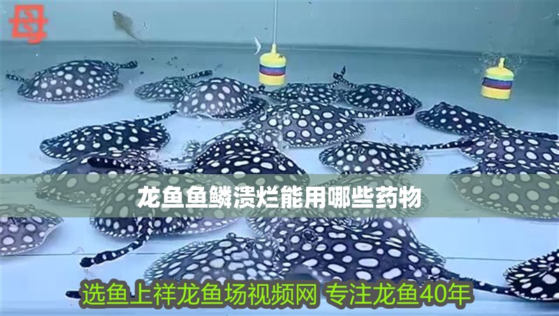 龍魚魚鱗潰爛能用哪些藥物